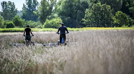 Durch schonendes Mähen soll die Fauna möglichst wenig gestört werden. / Foto: Jens Kalaene/dpa