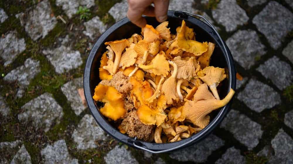 Pilzsammler können im Sommer reichlich Pfifferlinge in Brandenburgs Wäldern finden. (Archivfoto) / Foto: Soeren Stache/dpa-Zentralbild/ZB