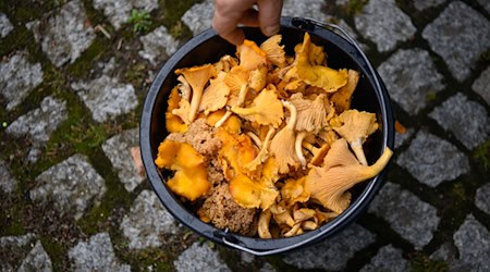 Pilzsammler können im Sommer reichlich Pfifferlinge in Brandenburgs Wäldern finden. (Archivfoto) / Foto: Soeren Stache/dpa-Zentralbild/ZB