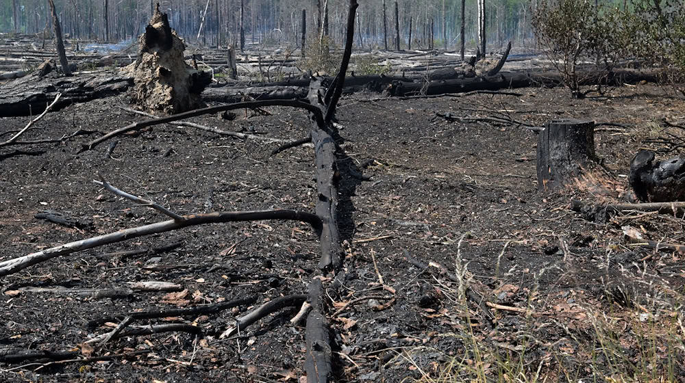 Verbrannter Boden und verkohlte Baumstämme blieben nach dem Waldbrand bei Jüterbog im Sommer 2023 übrig. (Archivbild)  / Foto: Michael Bahlo/dpa