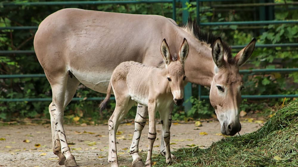 Das Somali-Wildesel-Fohlen hier zusammen mit seiner Mutter. / Foto: -/Tierpark Berlin/dpa