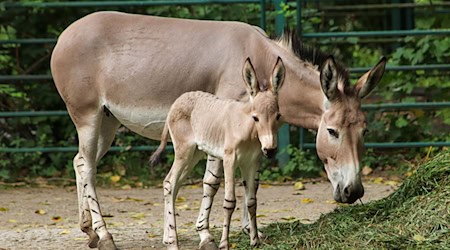 Das Somali-Wildesel-Fohlen hier zusammen mit seiner Mutter. / Foto: -/Tierpark Berlin/dpa