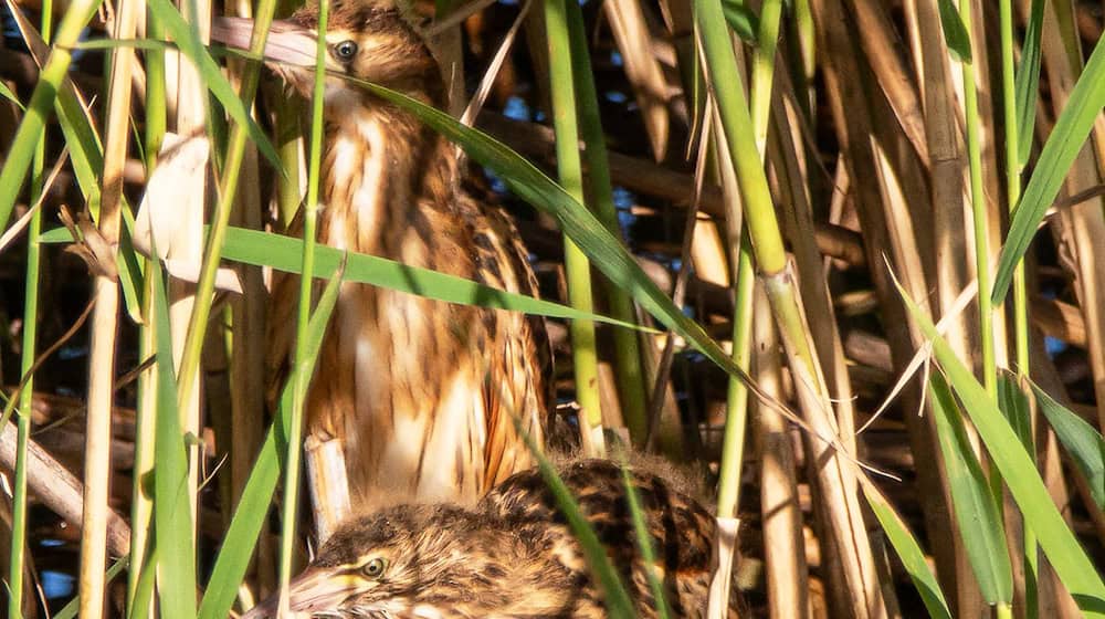 Seltene Entdeckung: Die Zwergdommel brüten am Flughafensee in Berlin. / Foto: Hilke Brink/Naturschutzbund/dpa