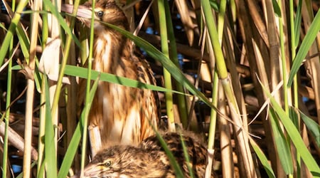 Seltene Entdeckung: Die Zwergdommel brüten am Flughafensee in Berlin. / Foto: Hilke Brink/Naturschutzbund/dpa