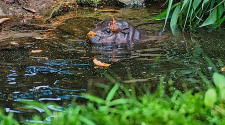 Besucher können Toni am besten zwischen 10 und 12 Uhr im Berliner Zoo beobachten. / Foto: Paul Zinken/dpa