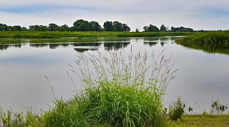 Die Gefahr eines erneuten Fischsterbens in der Oder ist noch längst nicht gebannt. (Archivbild) / Foto: Patrick Pleul/dpa