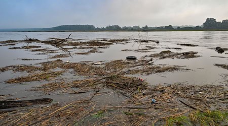 Die erste Hochwasser-Alarmstufe ist für die Oder-Regionen Ratzdorf bis Eisenhüttenstadt ausgerufen worden. Der Wasserstand steigt aber weiter. / Foto: Patrick Pleul/dpa