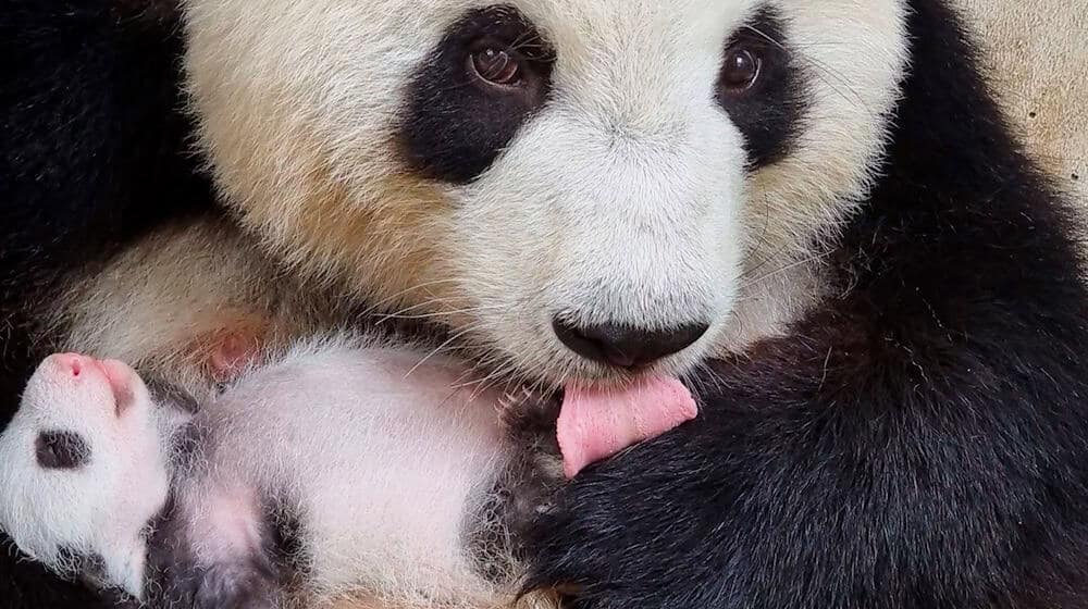 Die Trinkeinheiten werden kürzen, dafür bleibt mehr Zeit zum Kuscheln. / Foto: Zoo Berlin/dpa