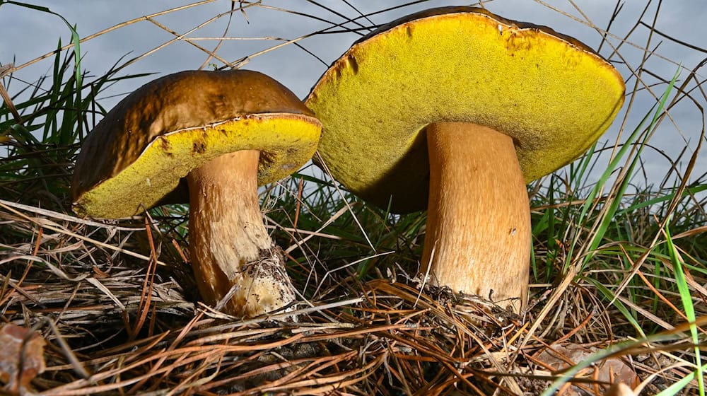 Bislang ist es für die meisten Pilze in Brandenburg nach Ansicht von Experten zu trocken. / Foto: Patrick Pleul/dpa