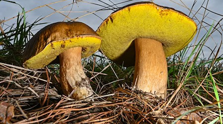 Bislang ist es für die meisten Pilze in Brandenburg nach Ansicht von Experten zu trocken. / Foto: Patrick Pleul/dpa