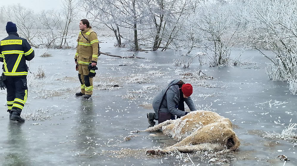 Erfrorene Kuh im Wasser bei Brandenburg an der Havel. (Archivbild) / Foto: Cevin Dettlaff/dpa