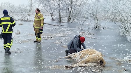 Erfrorene Kuh im Wasser bei Brandenburg an der Havel. (Archivbild) / Foto: Cevin Dettlaff/dpa