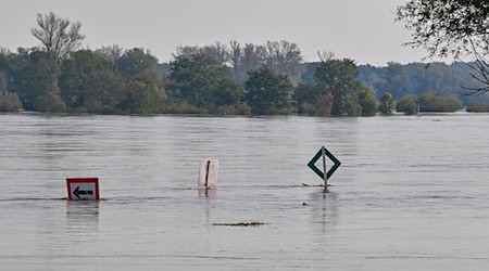 Die Oder bei Ratzdorf (Oder-Spree) «verschluckt»  inzwischen Schilder im Fluss. Der Pegelstand steigt auch noch weiter. / Foto: Patrick Pleul/dpa