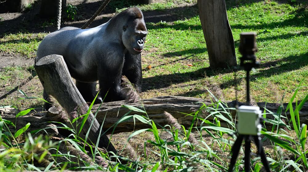 Gorillas im Berliner Zoo sind Teil eines KI-Forschungsprojekts zum Artenschutz. Die Bewegungen von Gorilla-Männchen Sango und der anderen Menschenaffen werden über Kameras an den Außenanlagen erfasst.  / Foto: Bernd von Jutrczenka/dpa