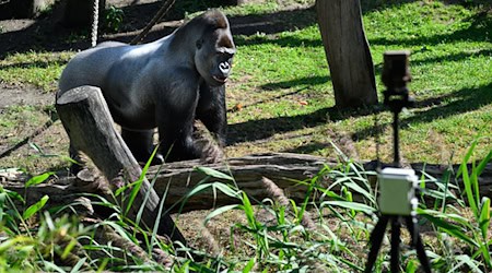 Gorillas im Berliner Zoo sind Teil eines KI-Forschungsprojekts zum Artenschutz. Die Bewegungen von Gorilla-Männchen Sango und der anderen Menschenaffen werden über Kameras an den Außenanlagen erfasst.  / Foto: Bernd von Jutrczenka/dpa