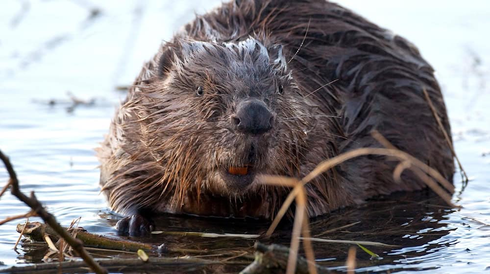 Biber dürfen in Hochwasser-Regionen geschossen werden, damit sie sich nicht in Schutzdeiche eingraben und die Deichsicherheit gefährden. (Archivbild)  / Foto: Patrick Pleul/dpa-Zentralbild/dpa