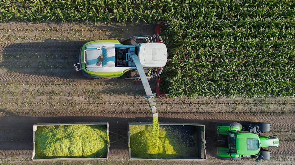 Die brandenburgischen Landwirte haben weniger Getreide eingefahren als im Vorjahr. (Archivbild) / Foto: Patrick Pleul/dpa/ZB