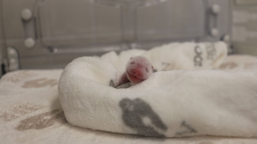 Die Berliner Panda-Zwillinge entwickeln sich gut. (Foto: Archiv) / Foto: ---/Zoo Berlin/dpa