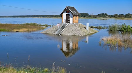 Rund um das Pegelhäuschen auf einem Sockel am Oderufer in Ratzdorf (Oder-Spree-Kreis) ist schon der hohe Wasserstand zu sehen. / Foto: Patrick Pleul/dpa