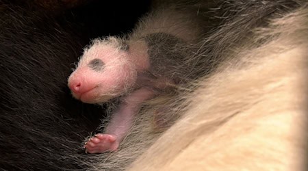 Seit ihrer Geburt haben die Zwillinge ihr Gewicht mehr als verdoppelt. / Foto: -/Zoo Berlin/dpa