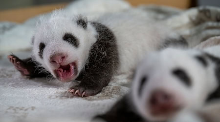 Die Jungtiere können mittlerweile hören. / Foto: Zoo Berlin/dpa