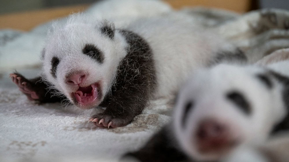 Die Jungtiere können mittlerweile hören. / Foto: Zoo Berlin/dpa