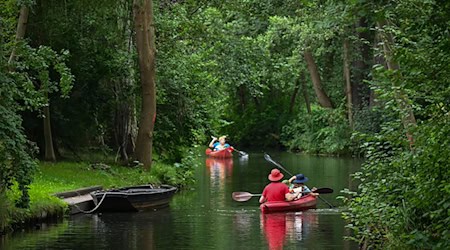 Der Spreewald gilt als wichtige Tourismusregion Brandenburgs (Archivbild) / Foto: Patrick Pleul/dpa