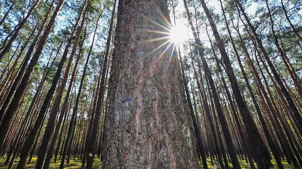 Viel Sonnenschein und bis zu 32 Grad werden in Berlin und Brandenburg erwartet. (Archivbild) / Foto: Patrick Pleul/dpa