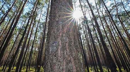 Viel Sonnenschein und bis zu 32 Grad werden in Berlin und Brandenburg erwartet. (Archivbild) / Foto: Patrick Pleul/dpa