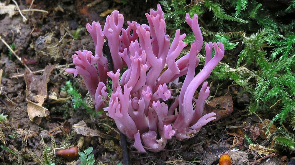 Die Amethystfarbene Wiesenkoralle ist hübsch anzusehen - essbar ist sie nicht.  / Foto: Matthias Theiss