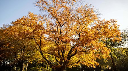 Die Amerikanische Roteiche gilt als Brandbekämpfer und ist der neue «Baum des Jahres». / Foto: Sina Schuldt/dpa