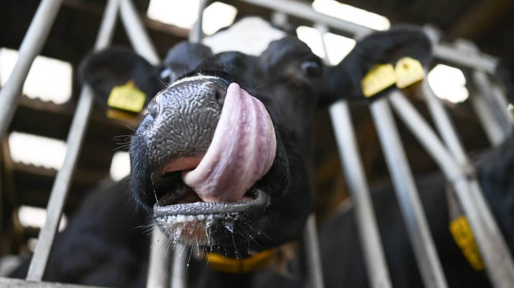 Rinder und Schafe sind von der Tierkrankheit betroffen. (Archivbild)  / Foto: Lars Penning/dpa