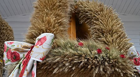 Mit einem Landeserntedankfest dankt Brandenburg den Landwirtinnen und Landwirten. (Archivbild) / Foto: Bernd Settnik/dpa