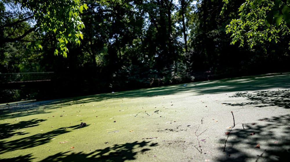 Insbesondere im Tiergarten sieht der BUND ungeeignete Gewässer für Amphibien. (Archivbild)  / Foto: Fabian Sommer/dpa