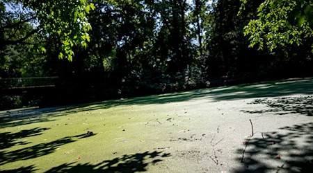 Insbesondere im Tiergarten sieht der BUND ungeeignete Gewässer für Amphibien. (Archivbild)  / Foto: Fabian Sommer/dpa