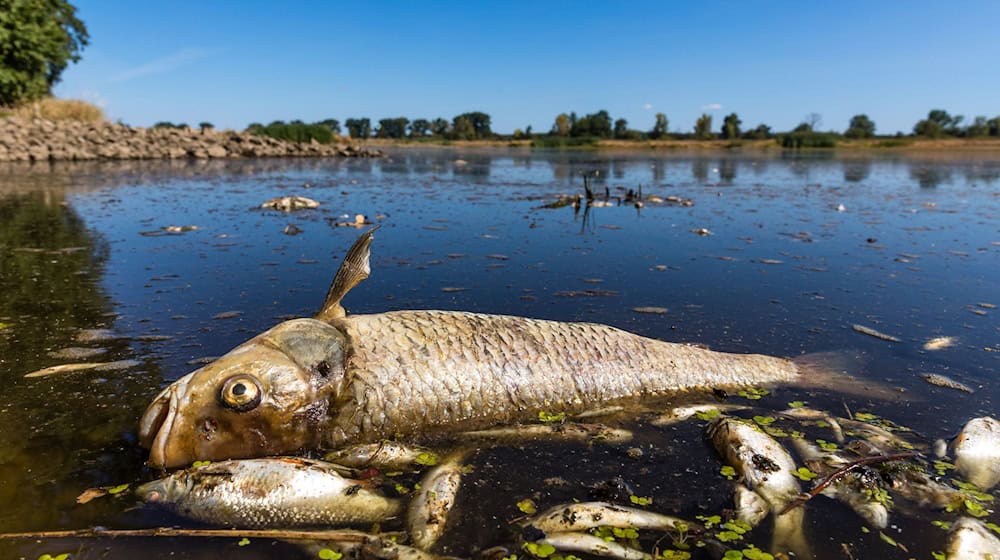 Das massive Fischsterben in der Oder im Sommer 2022 hat sich bislang nicht wiederholt. / Foto: Frank Hammerschmidt/dpa