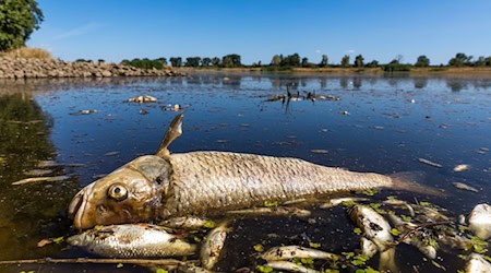 Das massive Fischsterben in der Oder im Sommer 2022 hat sich bislang nicht wiederholt. / Foto: Frank Hammerschmidt/dpa