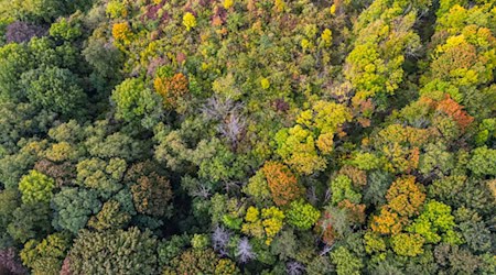 Der Wald umfasst 38 Prozent der Fläche Brandenburgs. (Archivbild) / Foto: Patrick Pleul/dpa