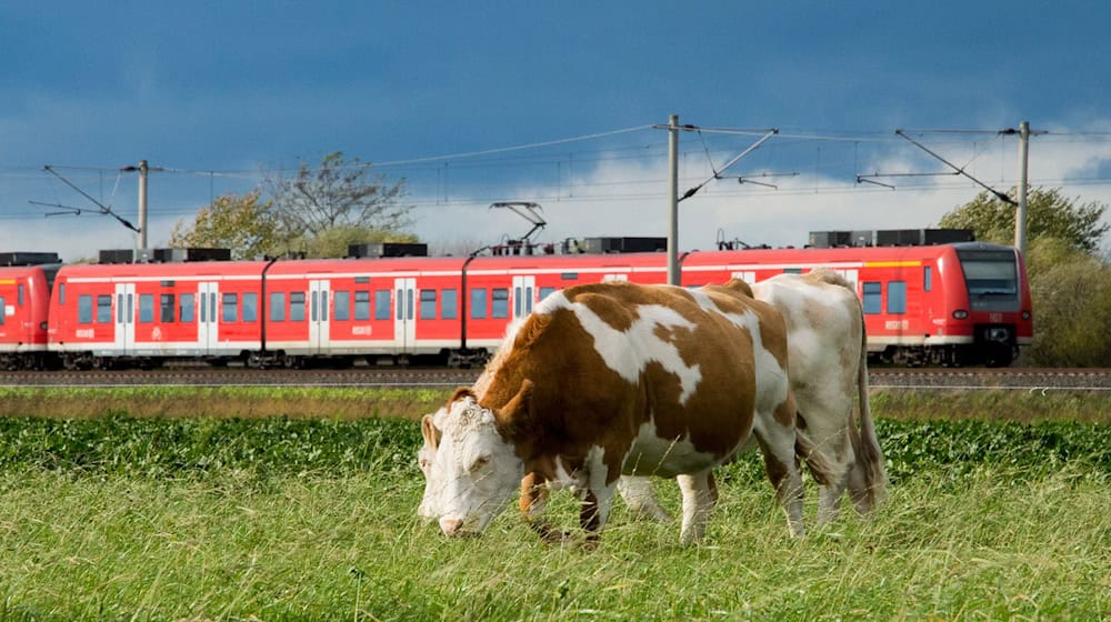 Etwa 20 Kühe haben am Sonntag eine Landstraße teilweise blockiert. (Symbolbild) / Foto: Julian Stratenschulte/dpa