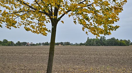 Am Sonntag soll es bis auf Quellwolken sonnig werden. (Archivbild) / Foto: Patrick Pleul/dpa