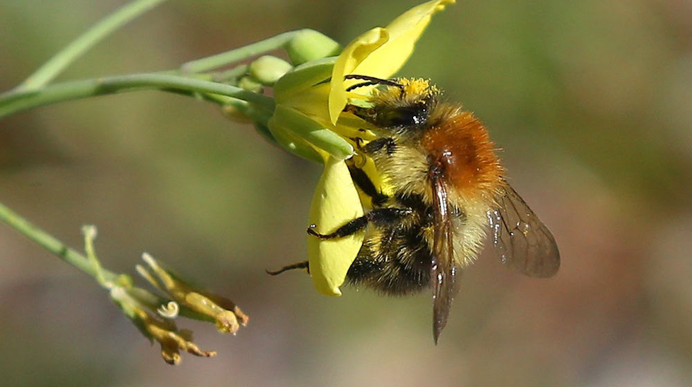 In Berlin soll es mehr Flächen für Wildbienen geben. (Archivfoto) / Foto: Wolfgang Kumm/dpa