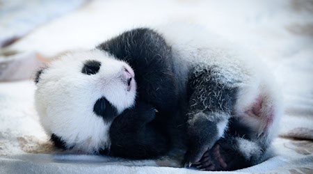 Knapp zwei Monate sind die Panda-Babys alt - und mittlerweile können sie auch die Augen öffnen. (Archivbild) / Foto: Bernd von Jutrczenka/dpa