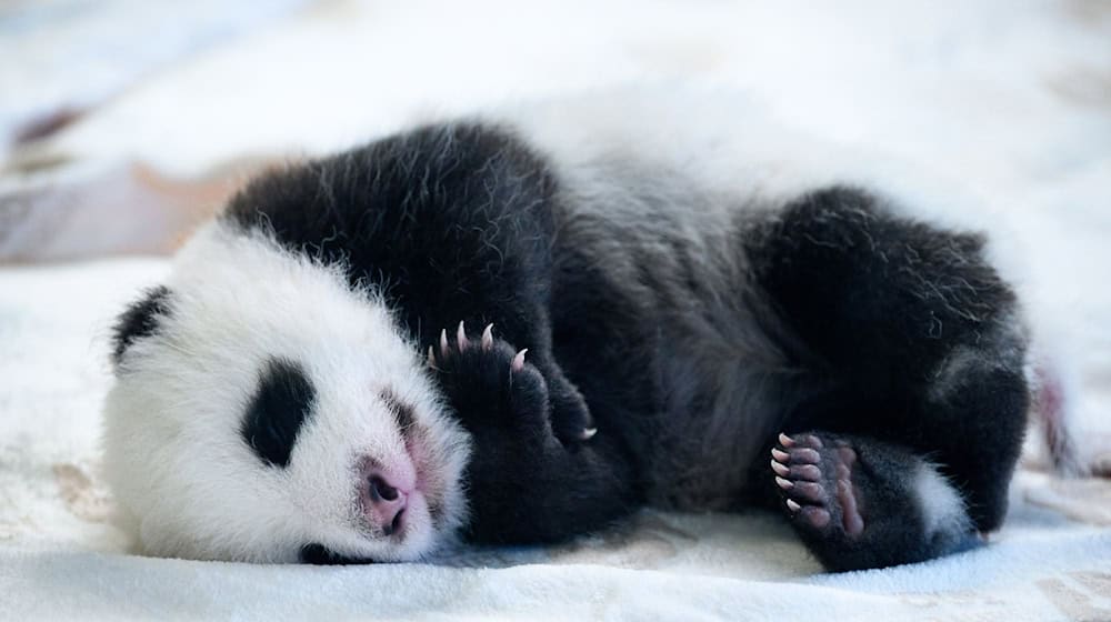 Einer der zwei neugeborenen Panda-Bären im Zoo Berlin liegt im Panda-Gehege. / Foto: Bernd von Jutrczenka/dpa