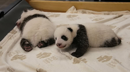 Die Panda-Zwillinge in Berlin haben ihre Augen geöffnet. / Foto: Zoo Berlin/Dpa/dpa