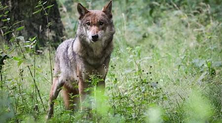 Der Konflikt um den Wolf schwelt seit langem. (Archivbild) / Foto: Christian Charisius/dpa