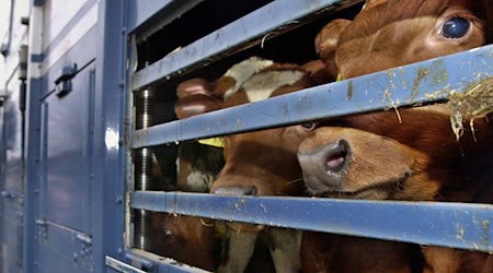 Bei einem Rindertransport sind insgesamt 69 Tiere gestorben. (Symbolbild) / Foto: Ulrich Perrey/dpa