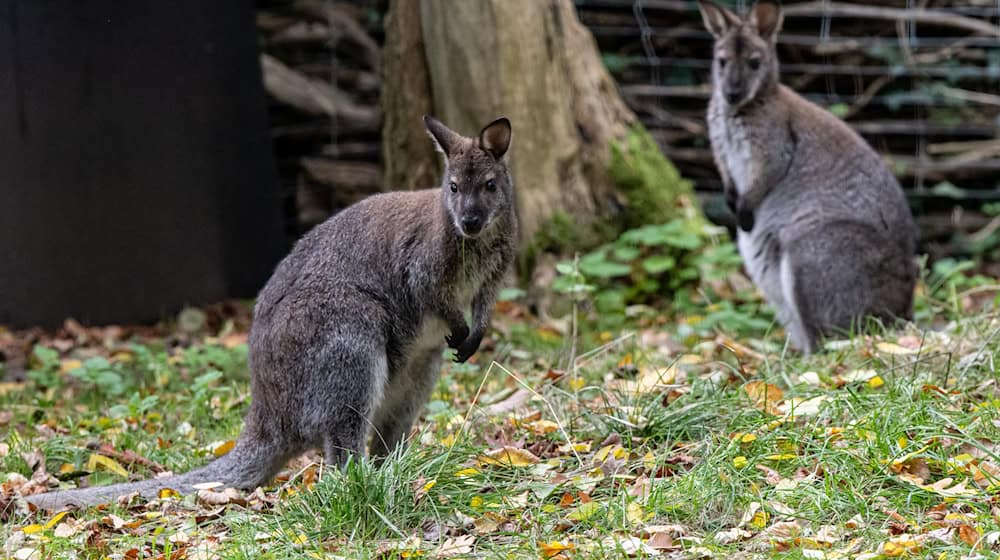 Neugierig: Im Luckenwalder Tierpark können Besucherinnen und Besucher wieder Bennett-Kängurus beobachten. / Foto: Fabian Sommer/dpa