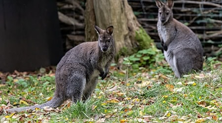 Neugierig: Im Luckenwalder Tierpark können Besucherinnen und Besucher wieder Bennett-Kängurus beobachten. / Foto: Fabian Sommer/dpa