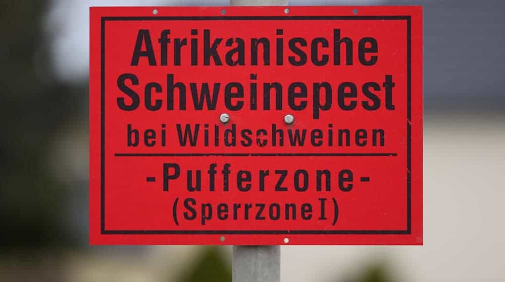 Ein Fall von Afrikanischer Schweinepest bei einem Wildschwein in Brandenburg nahe der Grenze zu MV versetzt die Behörden im Nordosten in Alarmbereitschaft. (Archivbild) / Foto: Robert Michael/dpa