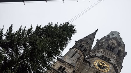 Diesmal ohne Zwischenfälle: Der Weihnachtsbaum landet an der Gedächtniskirche. / Foto: Hannes P. Albert/dpa